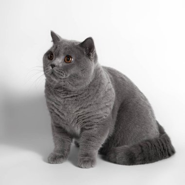 Beyaz stüdyo arka planında mavi gri İngiliz kısa hava kedisi