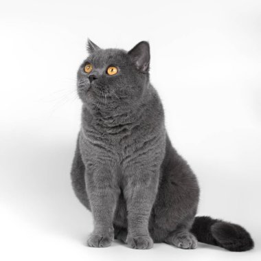 Beyaz stüdyo arka planında mavi gri İngiliz kısa hava kedisi