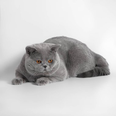 Beyaz stüdyo arka planında mavi gri İngiliz kısa hava kedisi