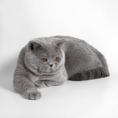 Beyaz stüdyo arka planında mavi gri İngiliz kısa hava kedisi