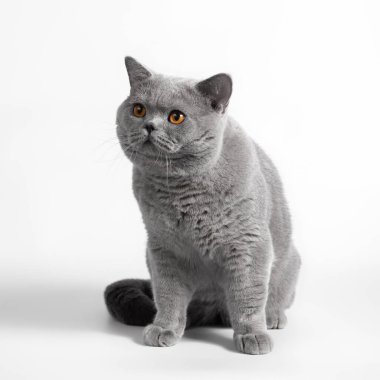 Beyaz stüdyo arka planında mavi gri İngiliz kısa hava kedisi