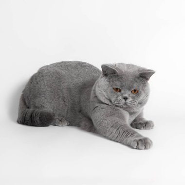 Beyaz stüdyo arka planında mavi gri İngiliz kısa hava kedisi