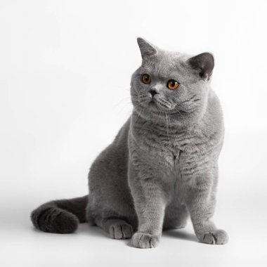 Beyaz stüdyo arka planında mavi gri İngiliz kısa hava kedisi