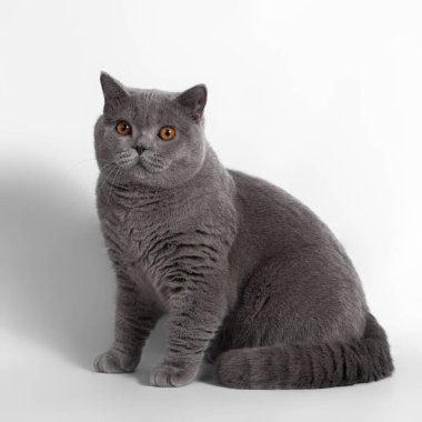 Beyaz stüdyo arka planında mavi gri İngiliz kısa hava kedisi