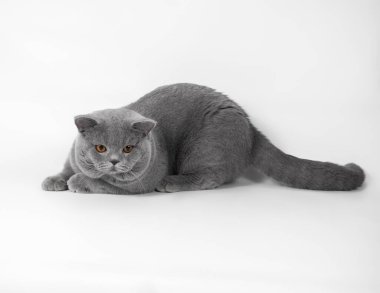 Beyaz stüdyo arka planında mavi gri İngiliz kısa hava kedisi