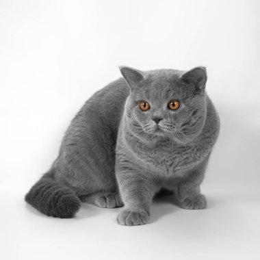 Beyaz stüdyo arka planında mavi gri İngiliz kısa hava kedisi