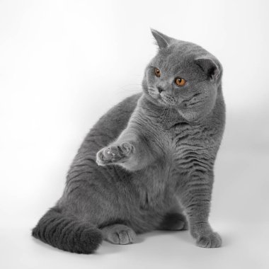 Beyaz stüdyo arka planında mavi gri İngiliz kısa hava kedisi