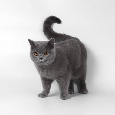 Beyaz stüdyo arka planında mavi gri İngiliz kısa hava kedisi