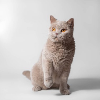 İngiliz leylağı beyaz stüdyo arka planında kısa kedi yavrusu
