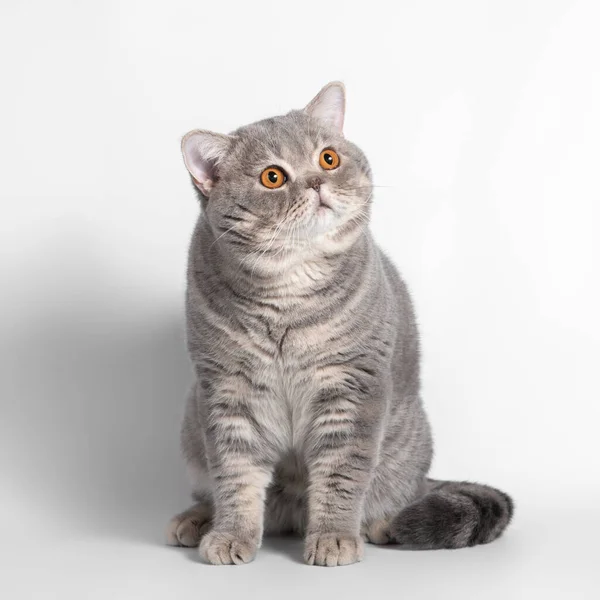 British Blue Spotted Shorthair Cat White Studio Background — Stock Photo, Image