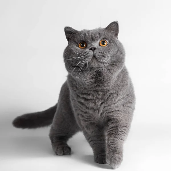 Chat Poil Court Britannique Gris Bleu Sur Fond Studio Blanc — Photo