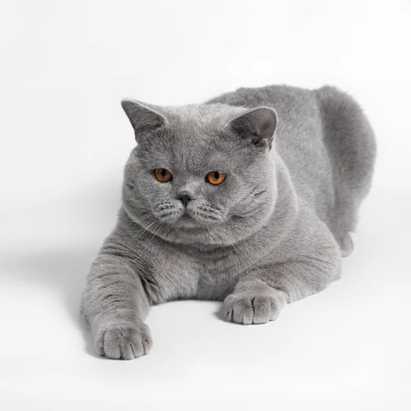 Chat Poil Court Britannique Gris Bleu Sur Fond Studio Blanc — Photo