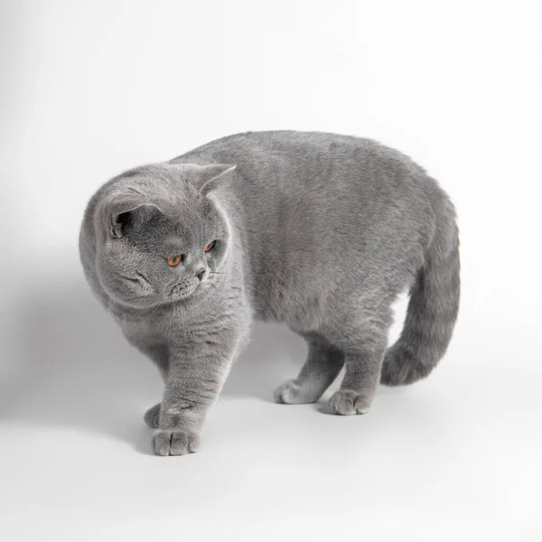 Azul Gris Británico Taquigrafía Gato Blanco Estudio Fondo —  Fotos de Stock