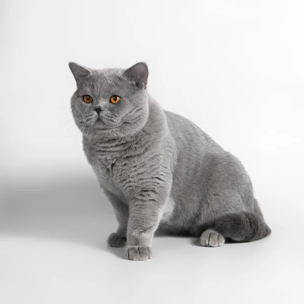 Синій Сірий Короткохвостий Кіт Білому Фоні Студії — стокове фото