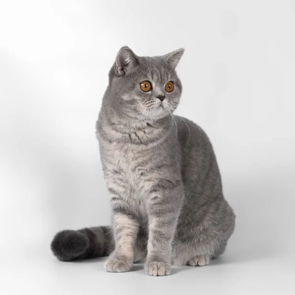 Británico Azul Manchado Taquigrafía Gato Blanco Estudio Fondo —  Fotos de Stock