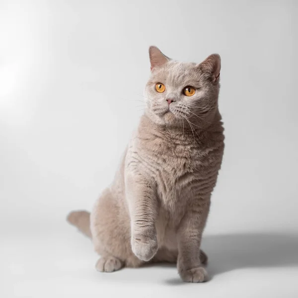 英国のライラックは 白いスタジオの背景に猫をショートシアー — ストック写真