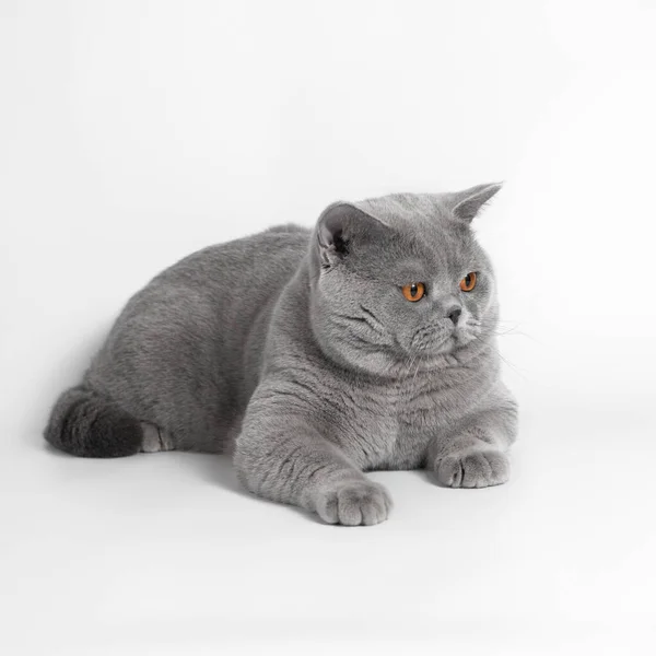 스튜디오 배경에 회색짧은 고양이 스톡 사진