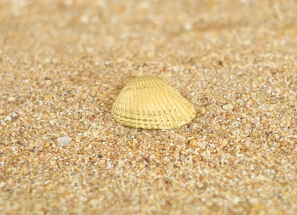 Golden shell — Stock Photo, Image