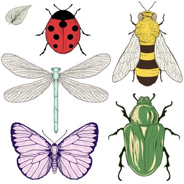 Insects set drawing clipart