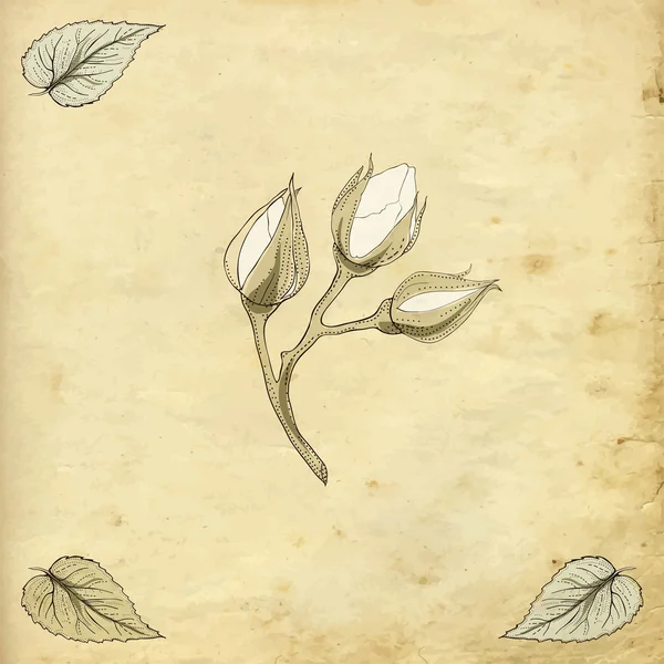 Rose bourgeons dessin — Image vectorielle