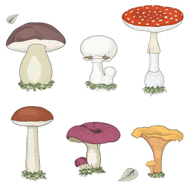 Mushrooms set — Stock Vector