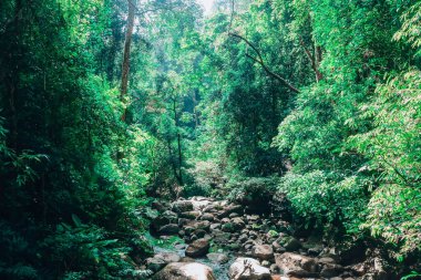 Kuzey Tayland 'ın tropikal ormanları ya da yağmur ormanları.
