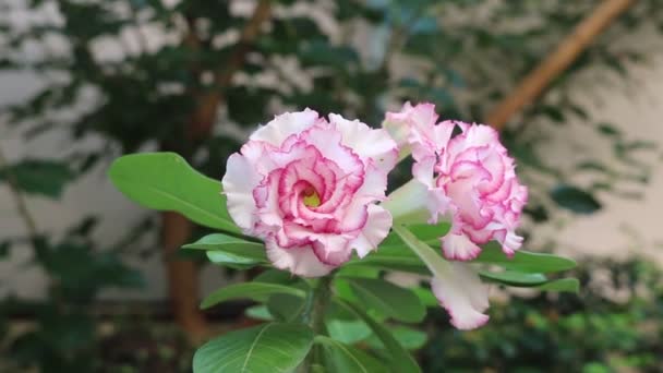 White Pink Adenium Obesum Desert Rose Flower Blooming Garden — Stock Video