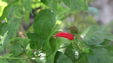 Dallardan kırmızı ve yeşil biber toplayan yaşlı kadın.