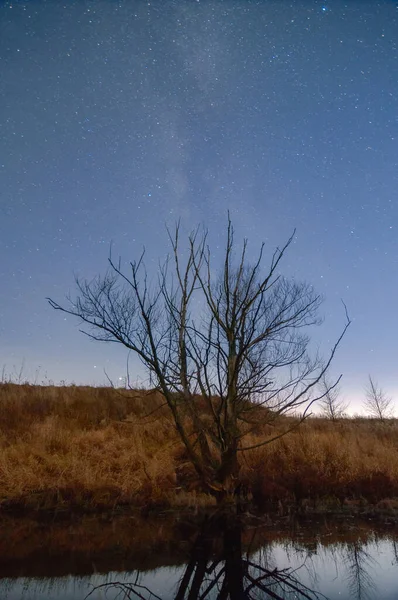 tree on the bank of river and star sky