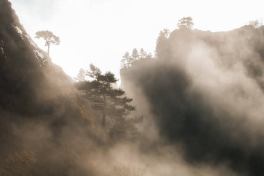 Dağlarda sisli bir çam ağacı
