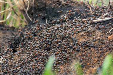 Antheap 'in zeminindeki karıncalar