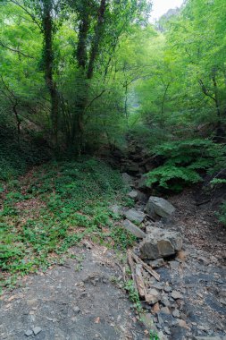 Ormanda kurumuş nehirdeki kayalar