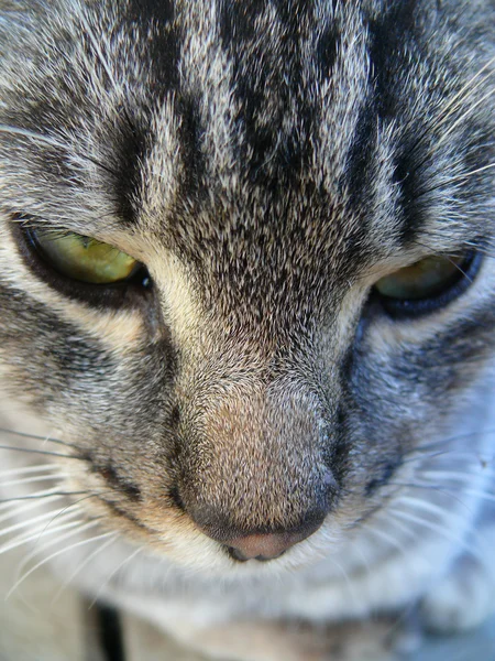 Gato militante — Fotografia de Stock