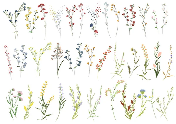 Gran conjunto botánico flor elementos florales. Ilustración vectorial Bloom aislada sobre fondo blanco — Vector de stock