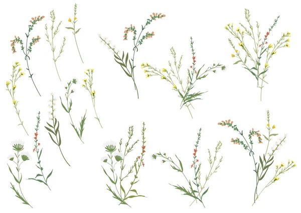 Grand ensemble d'éléments floraux botaniques. Branches, feuilles, feuillage, herbes, fleurs. Jardin, champ, prairie plantes sauvages. — Image vectorielle