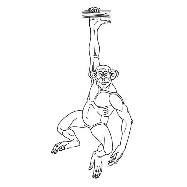 나뭇가지에 매달린 침팬지입니다 재밌는 캐릭터네요 크로스바 위에서 당기고 배경에 잉크로 — 스톡 벡터
