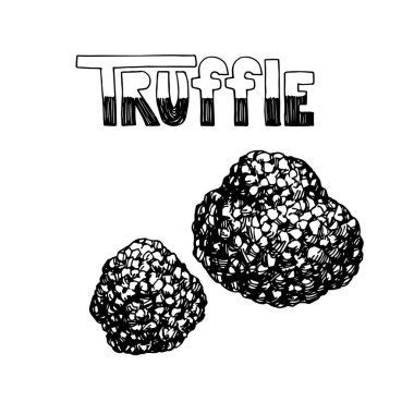 Bir çift siyah yer mantarı. Orman mantarları, lezzetli yemekler, lezzetli baharatlar. Kabartma. Karalama ve el çizimi tarzında beyaz bir arkaplanda izole edilmiş vektör illüstrasyonu.