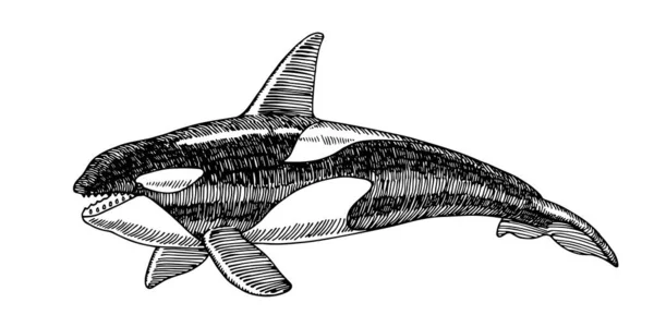 オルカ サイドビュー 海洋捕食者だ 歯のクジラだ 手描きで白地に黒インクで区切られた線でベクトルイラスト — ストックベクタ