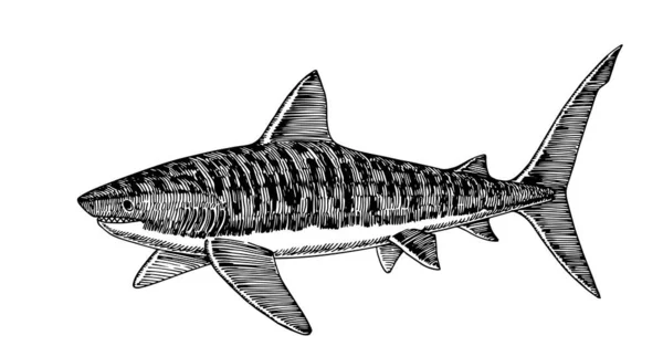 泳ぐトラサメ 危険な海洋捕食者 手描きで白地に黒インクで区切られた線でベクトルイラスト — ストックベクタ