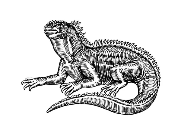 Laut Iguana Reptil Eksotis Ukiran Ilustrasi Vektor Dengan Garis Garis - Stok Vektor