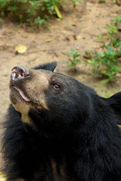 Asiático negro oso —  Fotos de Stock