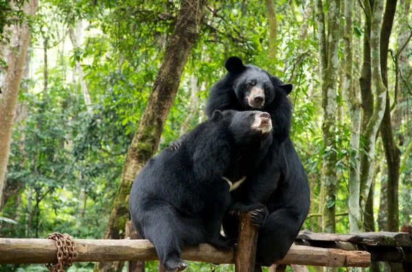 亚洲黑熊 免版税图库照片