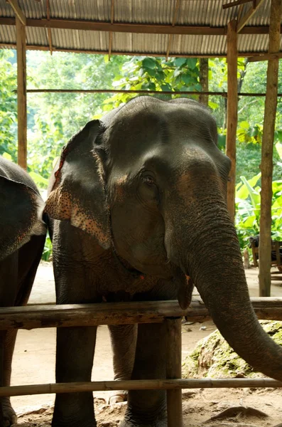 Asiatiska elefanter — Stockfoto