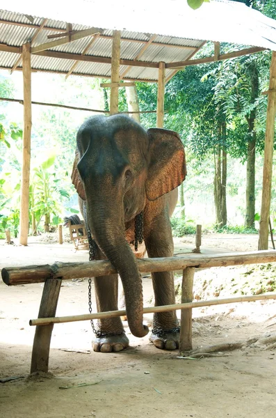 Gajah Asia — Stok Foto