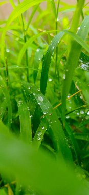 Çimlerin üzerinde bir damla su. Yeşil Çimen ve yağmur damlası. Su damlasıyla ayrılır. Kış sabahı manzarası. Sabah Green Grass 'a su damlaları yakın..