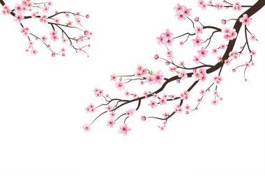 Sakura çiçekli kiraz çiçeği dalı. Suluboya kiraz çiçeği vektörü. Pembe sakura çiçeği arkaplanı. Beyaz arka planda Sakura. Kirazlı suluboya tomurcuk. Çiçek açan kiraz çiçeği taşıyıcısı.