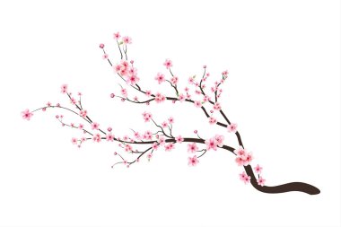 Çiçek açan kiraz çiçeği taşıyıcısı. Pembe sakura çiçeği arkaplanı. Beyaz arka planda Sakura. Kirazlı suluboya tomurcuk. Sakura çiçekli kiraz çiçeği dalı. Suluboya kiraz çiçeği vektörü.
