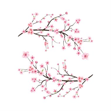 Suluboya kiraz çiçeği vektörü. Pembe sakura çiçeği arkaplanı. Çiçek açan kiraz çiçeği taşıyıcısı. Sakura çiçekli kiraz çiçeği dalı. Beyaz arka planda Sakura. Suluboya kiraz tomurcuğu.