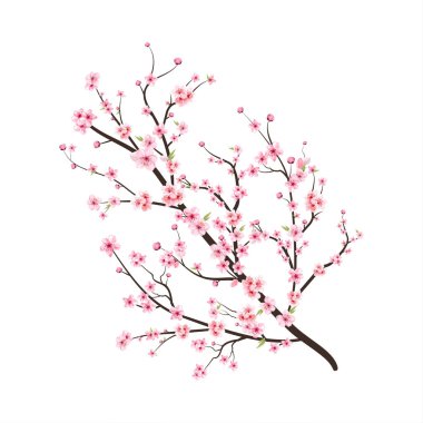 Sakura çiçekli kiraz çiçeği dalı. Pembe sakura çiçeği arkaplanı. Çiçek açan kiraz çiçeği taşıyıcısı. Suluboya kiraz çiçeği vektörü. Beyaz arka planda Sakura. Suluboya kiraz tomurcuğu.
