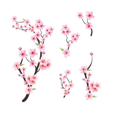 Suluboya kiraz çiçeği vektörü. Çiçek açan kiraz çiçeği taşıyıcısı. Pembe sakura çiçeği arkaplanı. Sakura çiçekli kiraz çiçeği dalı. Beyaz arka planda Sakura. Suluboya kiraz tomurcuğu.